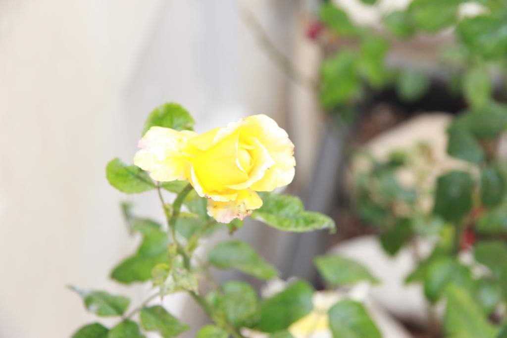 Canton Delle Rose Apartman Scicli Kültér fotó
